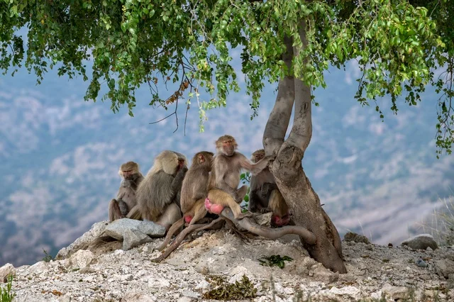 Hamadryas Baboons Under a Tree in Asir Saudi Arabia