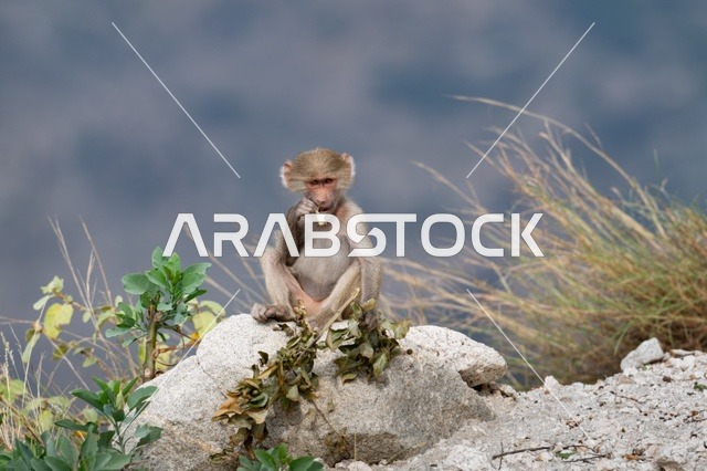 Wild Hamadryas Baboon Monkey in Asir Saudi Arabia