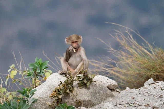 Wild Hamadryas Baboon Monkey in Asir Saudi Arabia