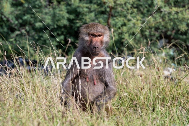 Hamadryas Baboon Monkey in Asir Saudi Arabia Grassland