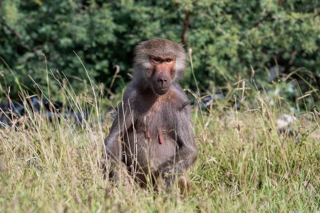 Hamadryas Baboon Monkey in Asir Saudi Arabia Grassland