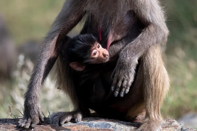 Hamadryas Baboon Mother and Baby in Asir