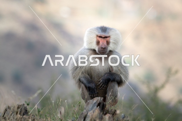 Hamadryas Baboon Monkey in Asir Saudi Arabia Mountains