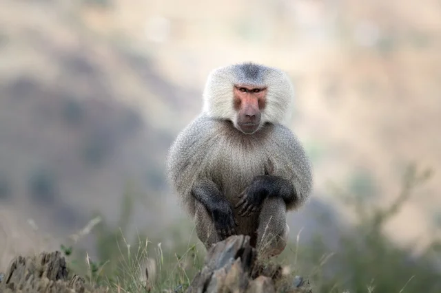 Hamadryas Baboon Monkey in Asir Saudi Arabia Mountains