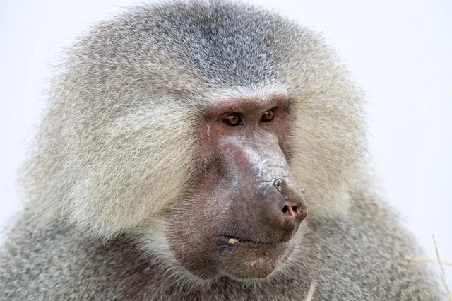 Hamadryas Baboon in Asir Saudi Arabia Close Up Portrait
