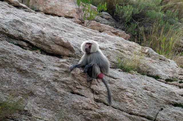Wild Baboon on Rocky Mountain in Asir Saudi Arabia