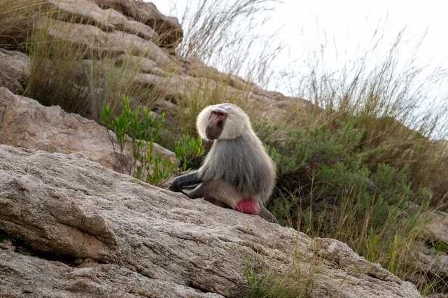 Hamadryas Baboon on Rocky Mountain in Asir Saudi Arabia