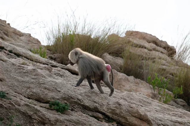 Hamadryas Baboon on Rocky Slope in Asir Saudi Arabia