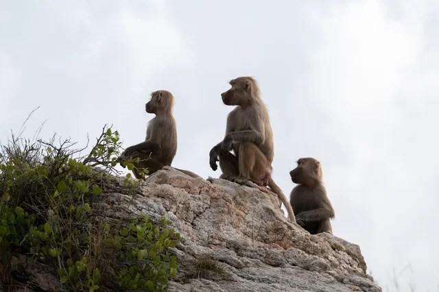 Baboons Sitting on Rocky Cliff in Asir Saudi Arabia