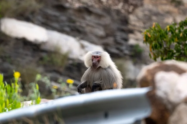 Hamadryas Baboon on Mountain Road in Asir Saudi Arabia