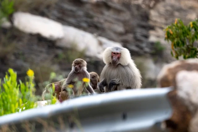 Hamadryas Baboon Monkeys in Asir Mountains Saudi Arabia