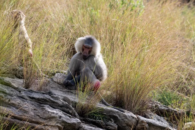 Wild Hamadryas Baboon in Asir Saudi Arabia Mountains