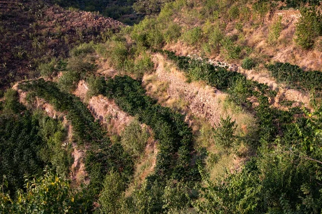 Asiri Coffee Farms Agricultural Terraces Saudi Arabia