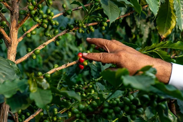 Harvesting Ripe Coffee Beans in Asir Saudi Arabia Harvesting Ripe Coffee Beans in Asir Saudi Arabia