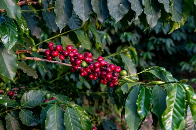 Ripe Coffee Cherries on Branch in Asir Farm Saudi Arabia