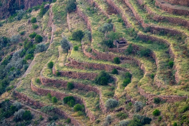 مناظر المدرجات الزراعية الخضراء في جبال عسير السعودية