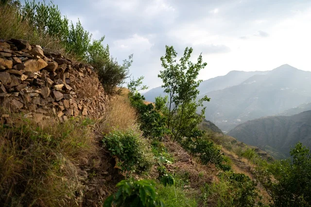 Agricultural Terraces in Asir Saudi Mountains