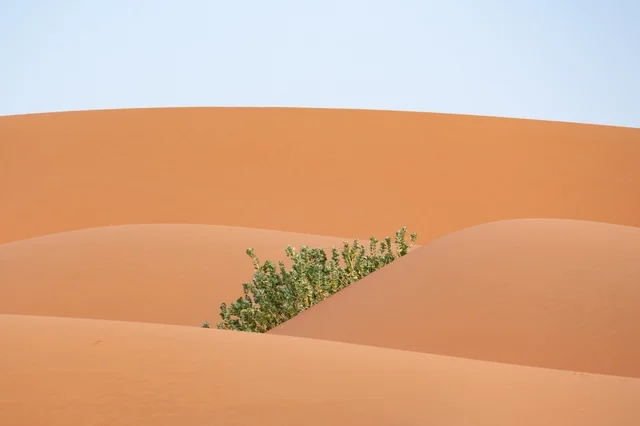 صحراء النفود بالمملكة العربية السعودية مع نباتات برية