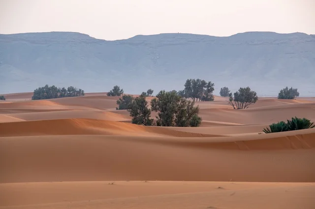 Nafud Desert Saudi Arabia Sand Dunes with Trees