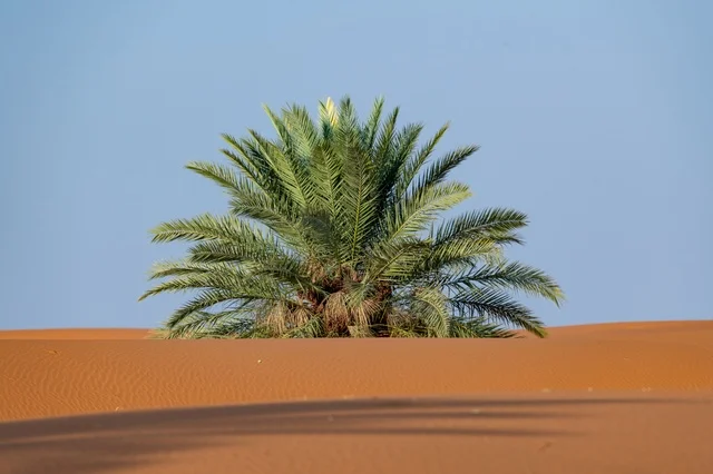 Green Palm Tree in Desert Oasis Sand Dunes Blue Sky