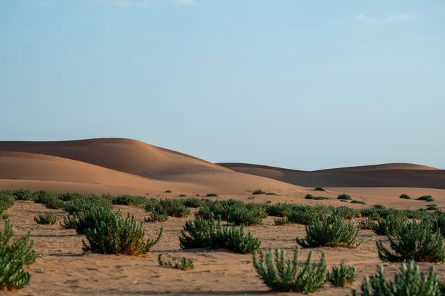 Nafud Desert Sand Dunes and Green Shrubs in Daylight