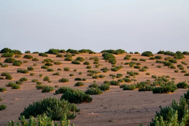 الشجيرات الخضراء فوق كثبان صحراء النفود الرملية بالنهار الشجيرات الخضراء فوق كثبان صحراء النفود الرملية بالنهار