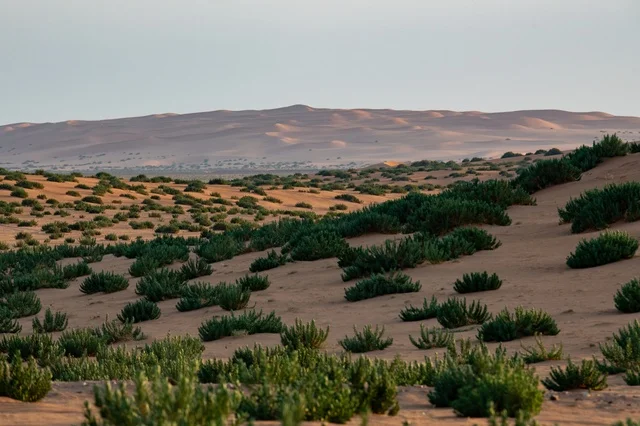 Nafud Desert Sand Dunes with Green Shrubs in Saudi Arabia