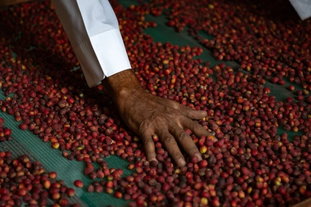 جني وحصاد حبات البن في مزارع البن العسيري بالسعودية