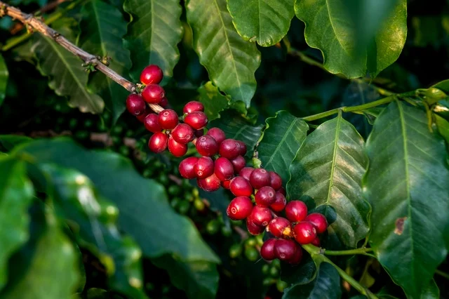 Harvesting and gathering coffee beans in the Asiri coffee farms in Saudi Arabia.