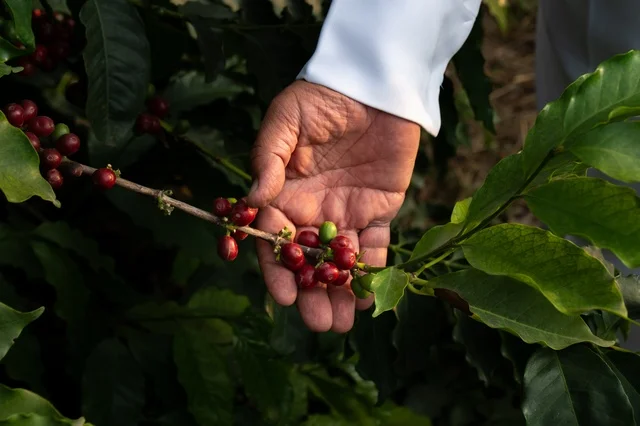 جني وحصاد حبات البن في مزارع البن العسيري بالسعودية جني وحصاد حبات البن في مزارع البن العسيري بالسعودية