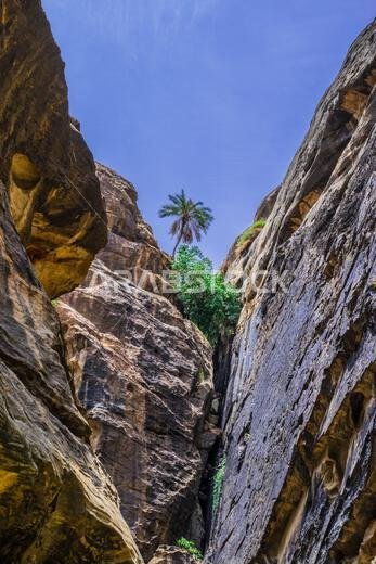 صورة جميلة لشجرة نخيل تنمو على قمة جبل وسط الصخور تُظهر معنى القوة والجمال في وادي لجاب بالمملكة العربية السعودية.