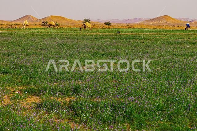Distant view of four camels wearing camel blankets grazing in a desert landscape, Saudi Arabia