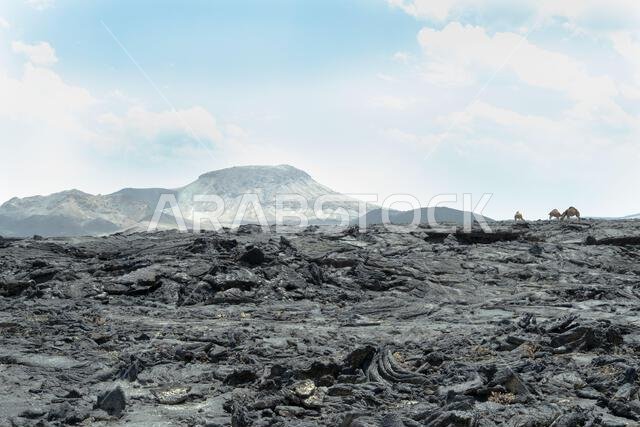 Camels walking on lava field in harrat khaybar volcanic area, Saudi Arabia Camels walking on lava field in harrat khaybar volcanic area, Saudi Arabia