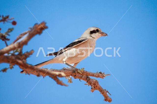 Close-up side view of a shrike perched on a branch, Saudi Arabia