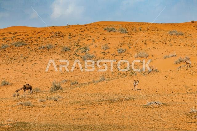 Three camels in a desert landscape, Saudi Arabia