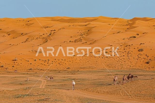منظر بعيد لقطيع من الجمال في الصحراء بجوار كثيب رملي عملاق، المملكة العربية السعودية