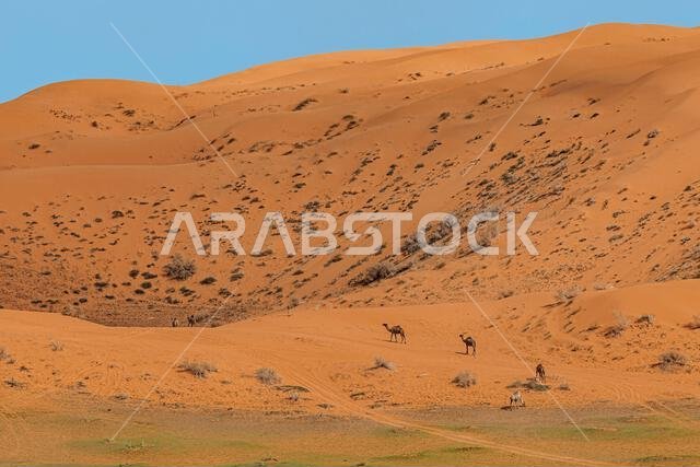 منظر بعيد لستة جمال تسير بين الكثبان الرملية في منظر صحراوي، المملكة العربية السعودية