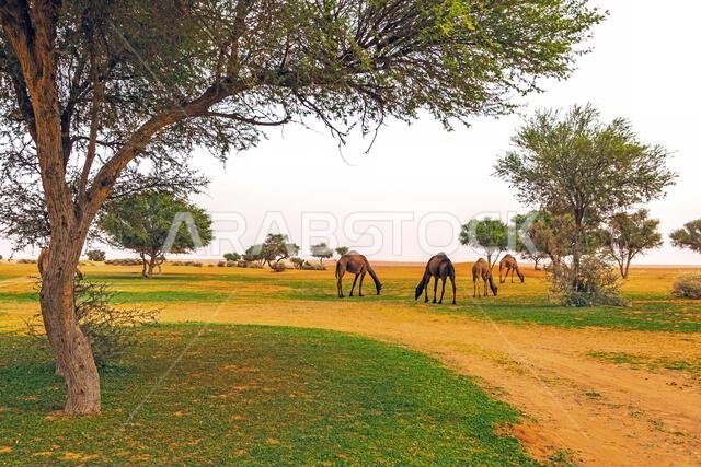 أربعة جمال ترعى في الصحراء، المملكة العربية السعودية