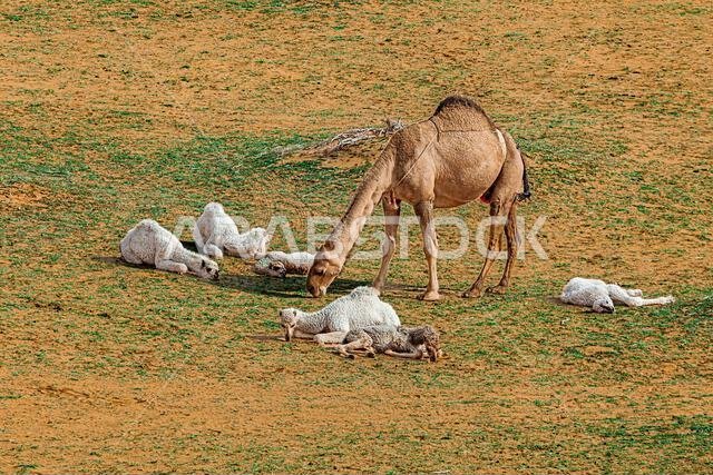 جمل بقرة يقف في الصحراء مع ستة من صغار الجمال، المملكة العربية السعودية