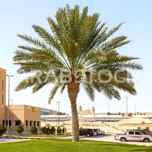 نخلة في الرياض، المملكة العربية السعودية