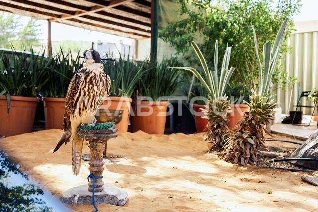 صقر عربي يجلس على مجثمه في فناء مبنى سكني، دبي، الإمارات العربية المتحدة. صورة عالية الجودة