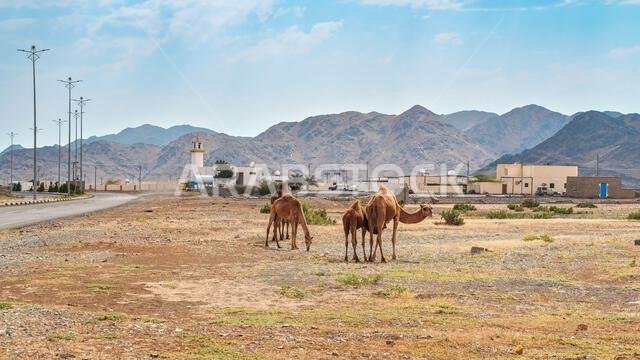 Group of camels grazing on grass patches in arid desert, small town and hills distance, typical landscape near Al Qrash, Saudi Arabia Group of camels grazing on grass patches in arid desert, small town and hills distance, typical landscape near Al Qrash, Saudi Arabia