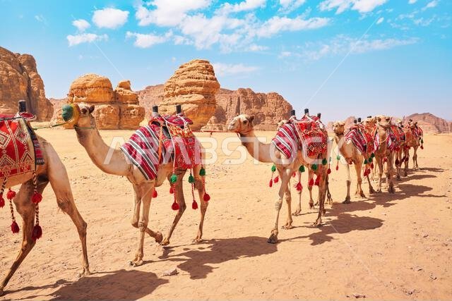مجموعة من الجمال، مقاعد جاهزة للسياح، تسير في صحراء العلا في يوم مشمس ساطع، تفاصيل عن قرب