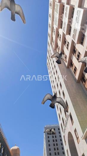 المدينة المنورة، المملكة العربية السعودية - 7 مارس 2024: حمام يحلق حول مبنى بالقرب من المسجد النبوي المدينة المنورة، المملكة العربية السعودية - 7 مارس 2024: حمام يحلق حول مبنى بالقرب من المسجد النبوي