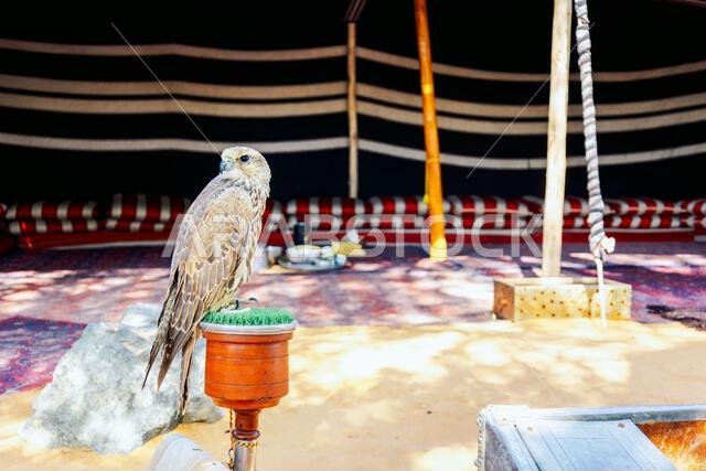 Arabian falcon bird sits on perch in courtyard of residential building, Dubai, UAE. High quality photo