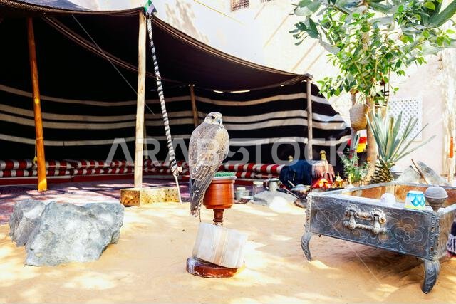 Arabian falcon bird sits on perch in courtyard of residential building, Dubai, UAE. High quality photo