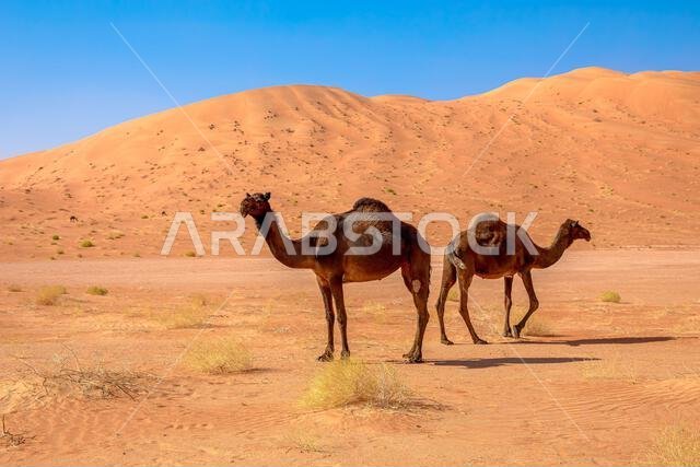 في صحراء الربع الخالي بسلطنة عمان، لا يتحمل الجمل الأسود البيئة القاسية فحسب، بل يبهر أيضاً بقدرته الفريدة على الإنتاج