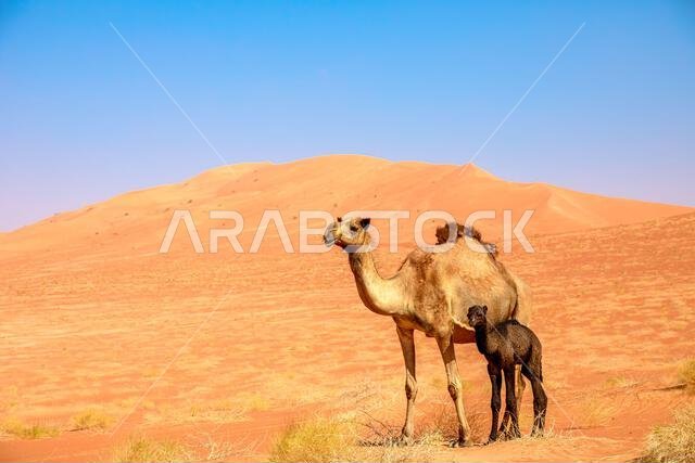 Black camels of Oman are prized for their beauty and speed They grace the festivals, races, and ceremonies of the nation They reflect the heritage and