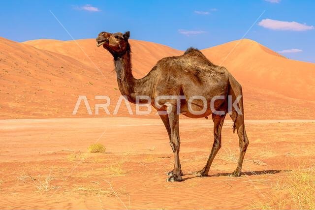 Black camels of Oman are prized for their beauty and speed They grace the festivals, races, and ceremonies of the nation They reflect the heritage and