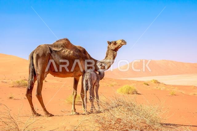 عجل الجمل الأسود، الذي يجسد الجمال والسرعة، في صحراء الربع الخالي الشاسعة، ترمز هذه المخلوقات المهيبة إلى تراث غني.